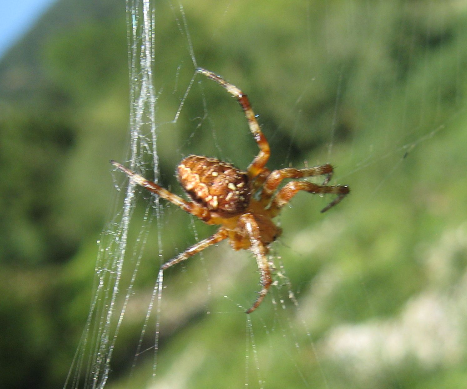 Araneus diadematus